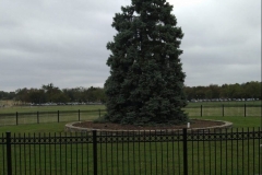 National Christmas Tree